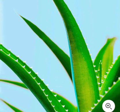 Maui Moisture Thicken and Restore+ Bamboo Fibres Conditioner 385ml